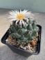Preview: Coryphantha maiz-tablasensis